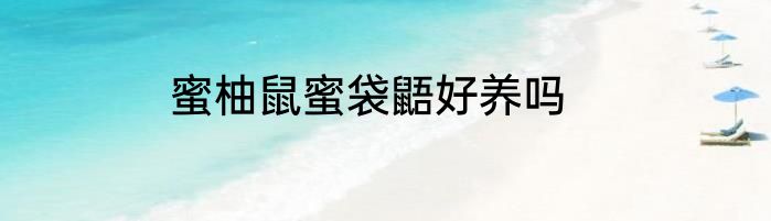 蜜柚鼠蜜袋鼯好养吗