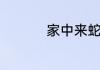 家中来蛇代表什么预兆