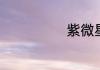 紫微星是啥意思