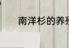 南洋杉的养殖方法和注意事项