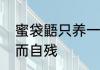 蜜袋鼯只养一只如何防治它因为孤独而自残