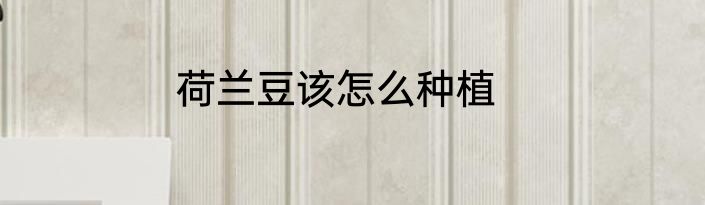 荷兰豆该怎么种植