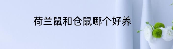 荷兰鼠和仓鼠哪个好养