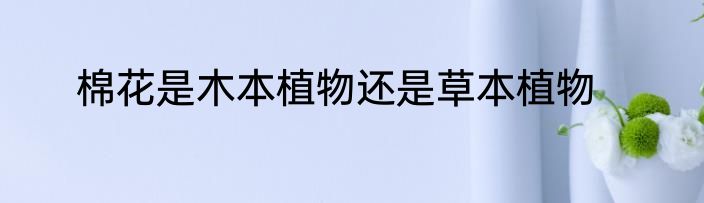 棉花是木本植物还是草本植物