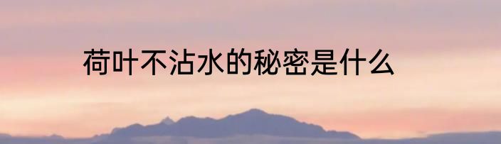 荷叶不沾水的秘密是什么