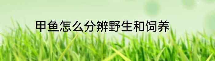 甲鱼怎么分辨野生和饲养