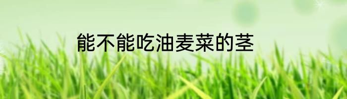 能不能吃油麦菜的茎