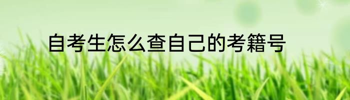 自考生怎么查自己的考籍号