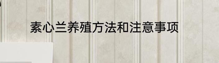 素心兰养殖方法和注意事项