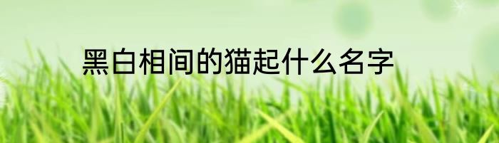 黑白相间的猫起什么名字
