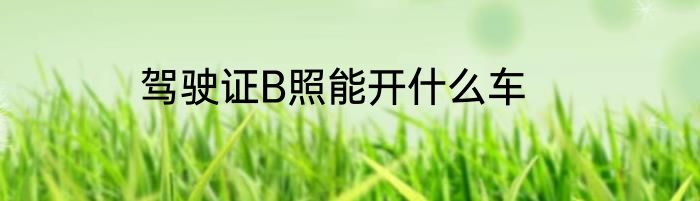 驾驶证B照能开什么车