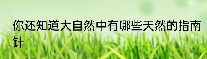你还知道大自然中有哪些天然的指南针