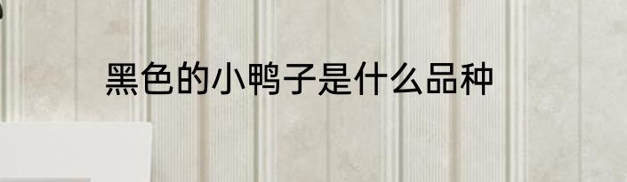 黑色的小鸭子是什么品种