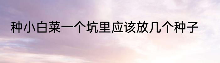 种小白菜一个坑里应该放几个种子