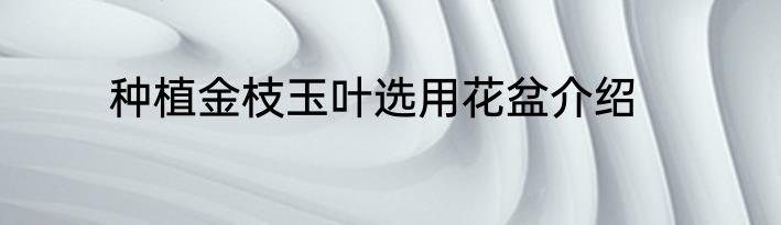 种植金枝玉叶选用花盆介绍