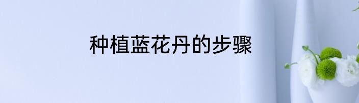 种植蓝花丹的步骤