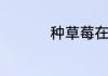 种草莓在脖子上的危害