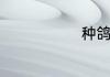 种鸽饲养技巧