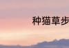 种猫草步骤怎么种猫草