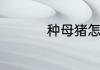 种母猪怎么与种公猪配