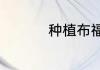 种植布福娜效益怎么样