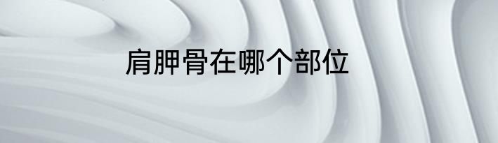 肩胛骨在哪个部位