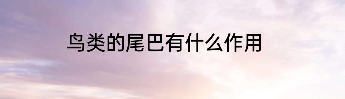 鸟类的尾巴有什么作用