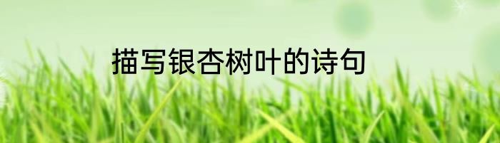 描写银杏树叶的诗句
