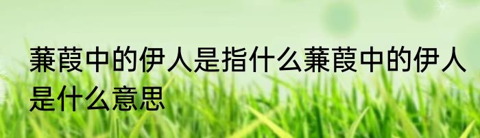 蒹葭中的伊人是指什么蒹葭中的伊人是什么意思
