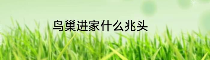 鸟巢进家什么兆头
