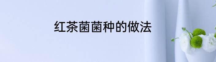 红茶菌菌种的做法