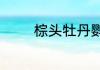棕头牡丹鹦鹉寿命是多少年