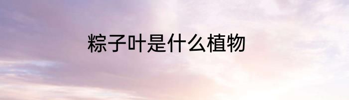 粽子叶是什么植物