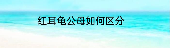 红耳龟公母如何区分