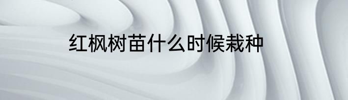 红枫树苗什么时候栽种