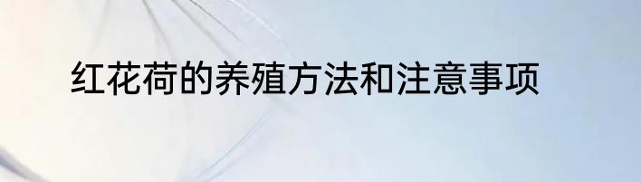 红花荷的养殖方法和注意事项