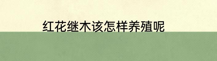 红花继木该怎样养殖呢
