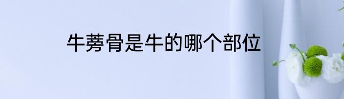 牛蒡骨是牛的哪个部位