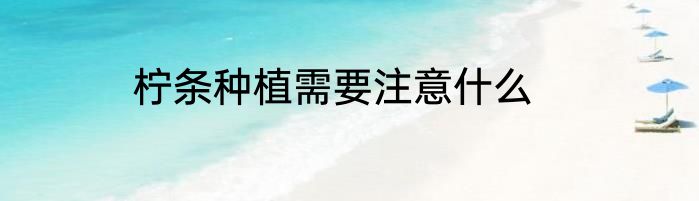 柠条种植需要注意什么