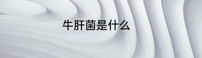 牛肝菌是什么