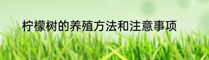 柠檬树的养殖方法和注意事项