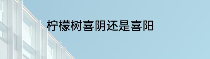 柠檬树喜阴还是喜阳