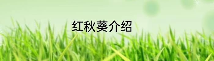 红秋葵介绍