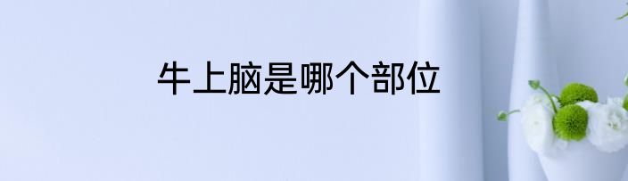 牛上脑是哪个部位
