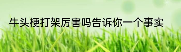 牛头梗打架厉害吗告诉你一个事实