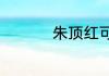 朱顶红可以放在室内吗