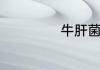 牛肝菌读音怎样读