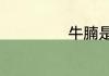 牛腩是牛什么部位
