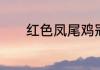 红色凤尾鸡冠花插花方法盘点