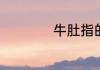 牛肚指的是什么部位
